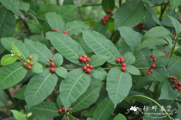 四叶萝芙木Rauvolfia tetraphylla