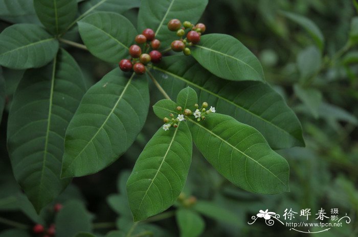 四叶萝芙木Rauvolfia tetraphylla