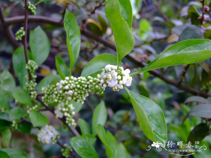 满树星Ilex aculeolata