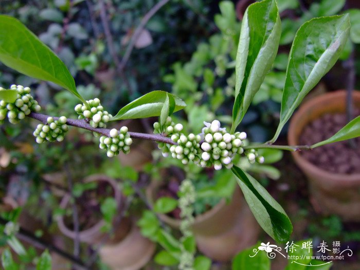 满树星Ilex aculeolata