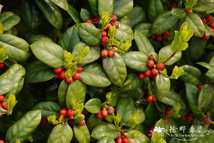 枸骨Ilex cornuta