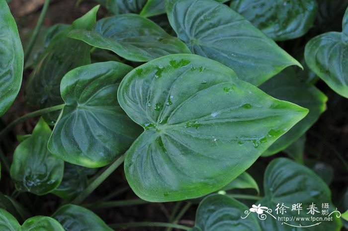 尖尾芋Alocasia cucullata