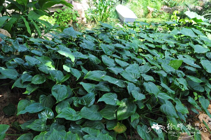 尖尾芋Alocasia cucullata