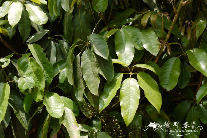 密脉鹅掌柴Schefflera elliptica