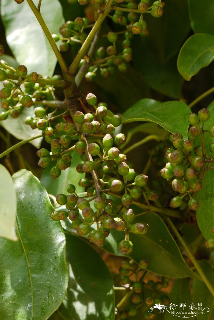 密脉鹅掌柴Schefflera elliptica