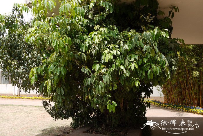 密脉鹅掌柴Schefflera elliptica