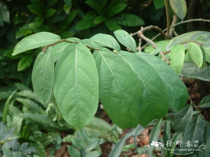 木本马兜铃Aristolochia arborea