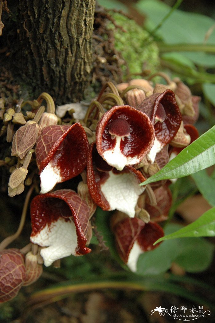 木本马兜铃Aristolochia arborea