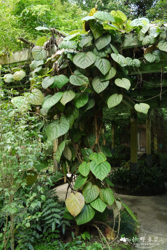 广西马兜铃Aristolochia kwangsiensis