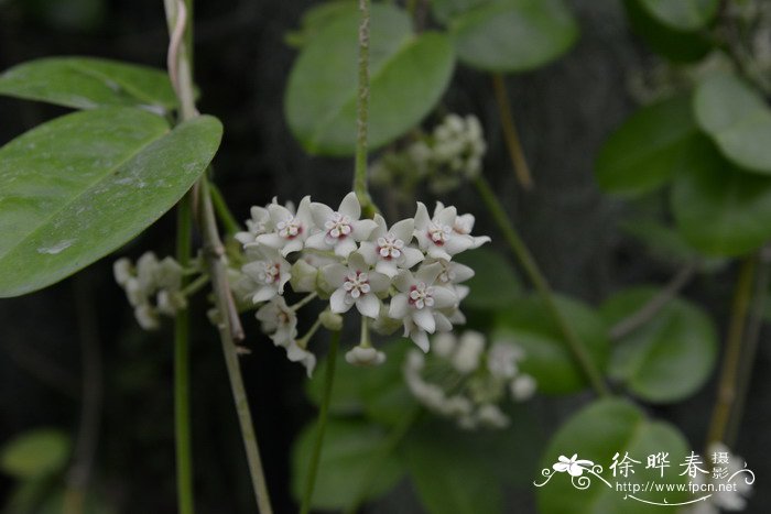 南方球兰Hoya australis