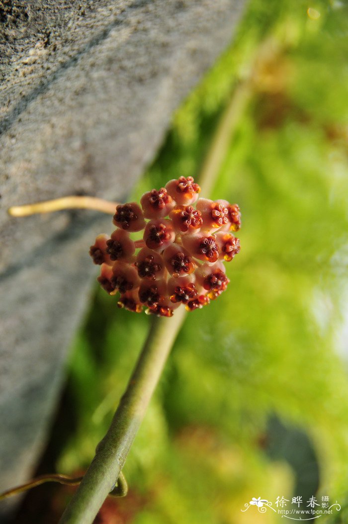 心叶球兰锦Hoya kerrii var. variegata