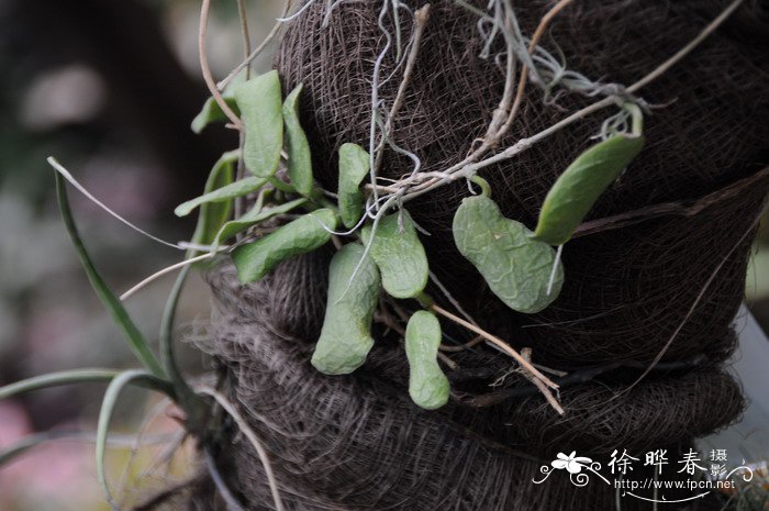 方叶球兰Hoya rotundiflora