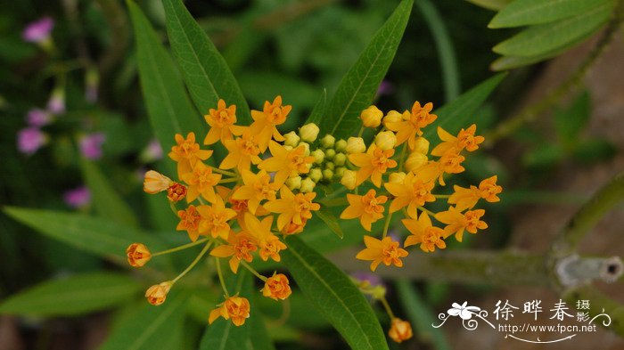 黄冠马利筋Asclepias curassavica ‘Flaviflora’