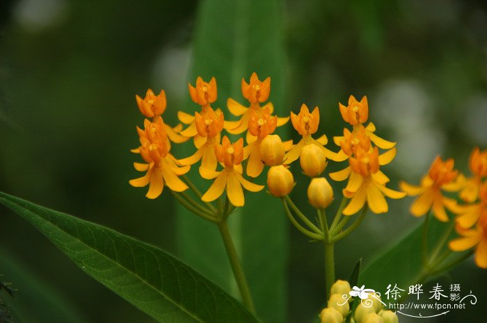 黄冠马利筋Asclepias curassavica ‘Flaviflora’