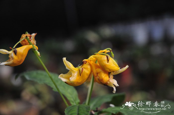 棒凤仙花Impatiens claviger