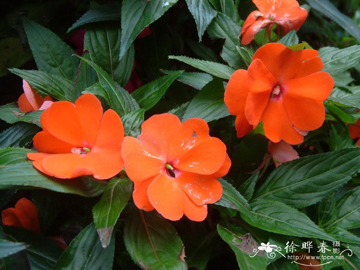 新几内亚凤仙Impatiens hawkeri