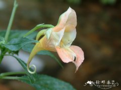 绿萼凤仙花Impatiens chlorosepala