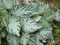 银翠秋海棠Begonia ‘Silver Jewel’