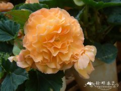 球根秋海棠Begonia × tuberhybrida