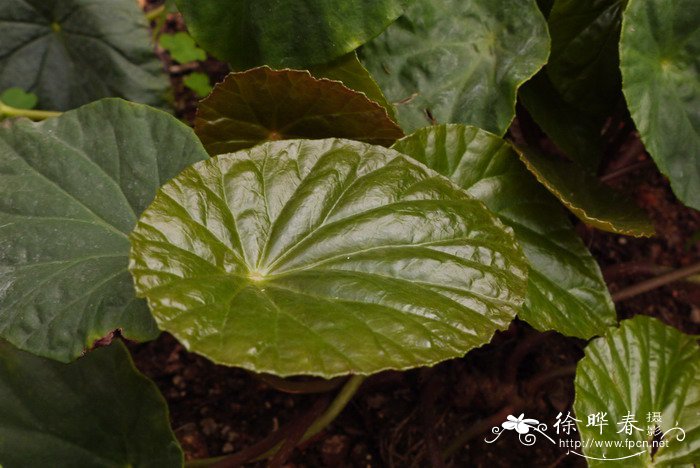 昌感秋海棠Begonia cavaleriei