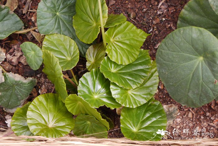 昌感秋海棠Begonia cavaleriei