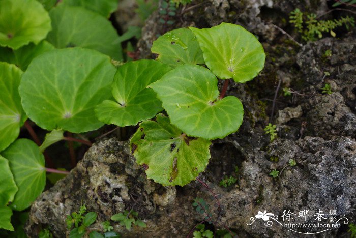 兰屿秋海棠Begonia fenicis