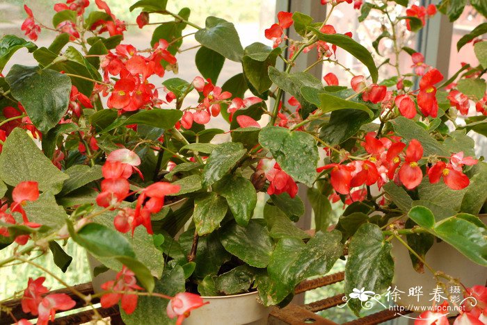 龙翅秋海棠Begonia hybrida