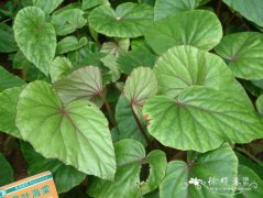 团扇秋海棠Begonia leprosa