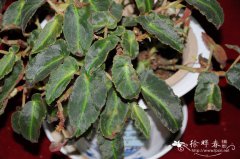 蕺叶秋海棠Begonia limprichtii