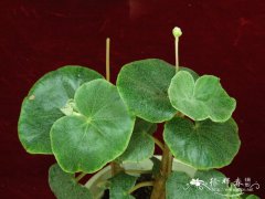 有脉秋海棠Begonia venosa