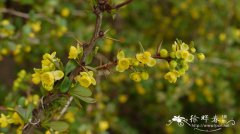 ‘帕克维’中间小檗Berberis × media 'Parkjuweel'