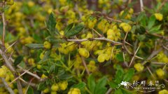 '苔思塔'福瑞卡小檗Berberis × frikartii 'Telstar'