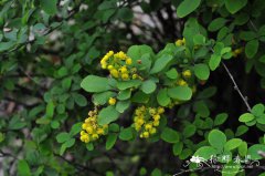 大叶小檗Berberis ferdinandi-coburgii