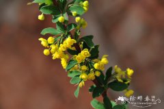 堆花小檗Berberis aggregata