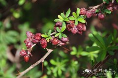 川滇小檗Berberis jamesiana