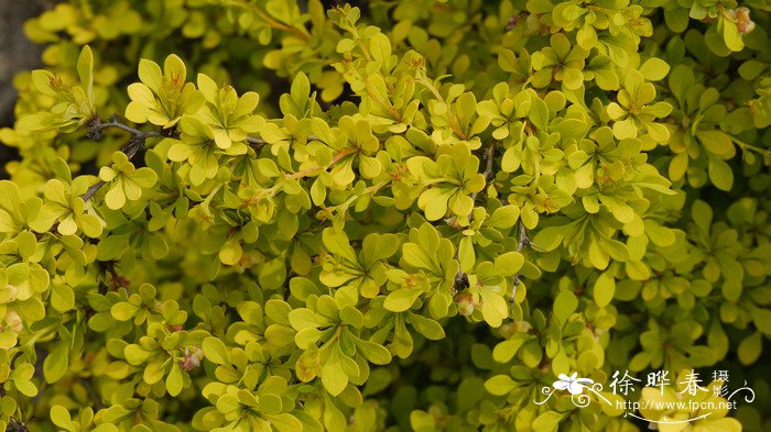 金叶小檗Berberis thunbergii ‘Aurea’