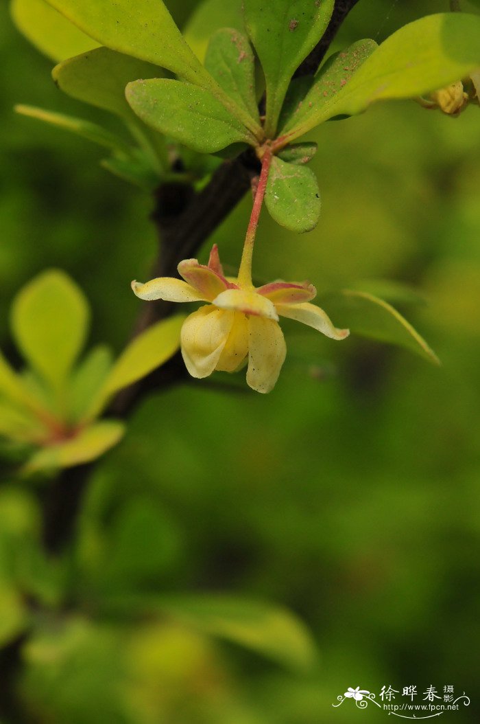 金叶小檗Berberis thunbergii ‘Aurea’