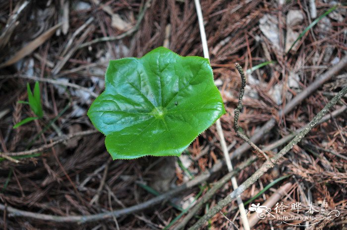 六角莲Dysosma pleiantha