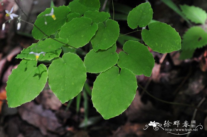 淫羊藿Epimedium brevicornu