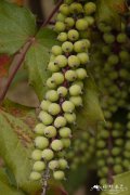 昆明十大功劳Mahonia duclouxiana