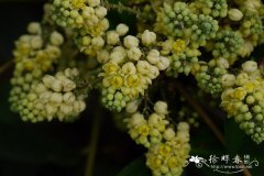 北江十大功劳Mahonia fordii