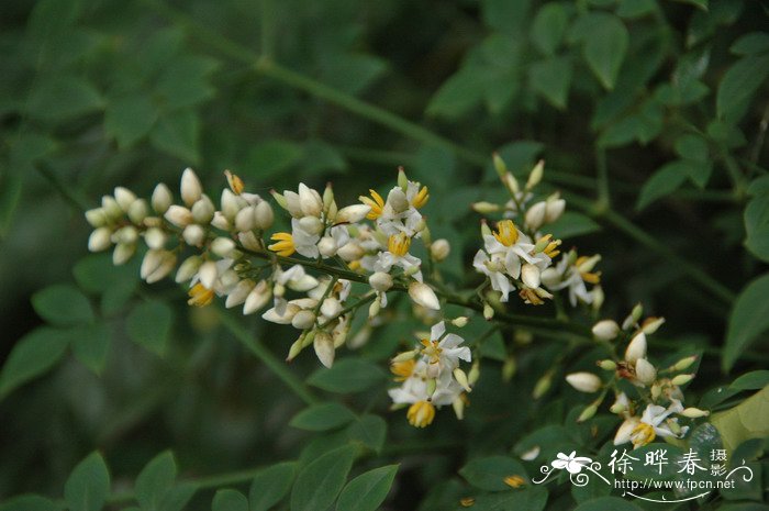 南天竺Nandina domestica