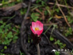 桃儿七Sinopodophyllum hexandrum