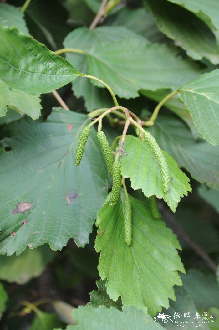 辽东桤木Alnus hirsuta