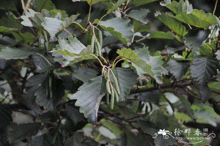 辽东桤木Alnus hirsuta