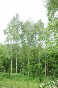 白桦Betula platyphylla