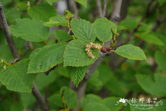 岳桦Betula ermanii