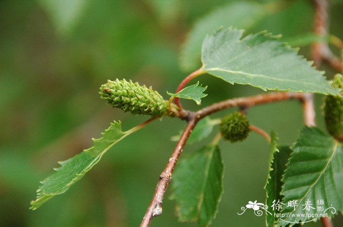 岳桦Betula ermanii