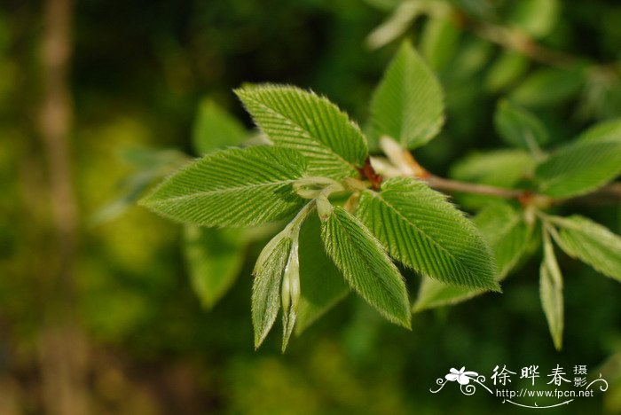 华千斤榆Carpinus cordata var. chinensis