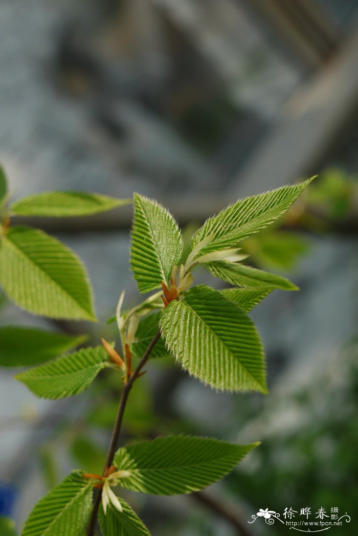 华千斤榆Carpinus cordata var. chinensis